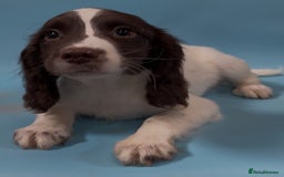 English Springer Spaniel dogs for sale: English springer spaniel - Image 11