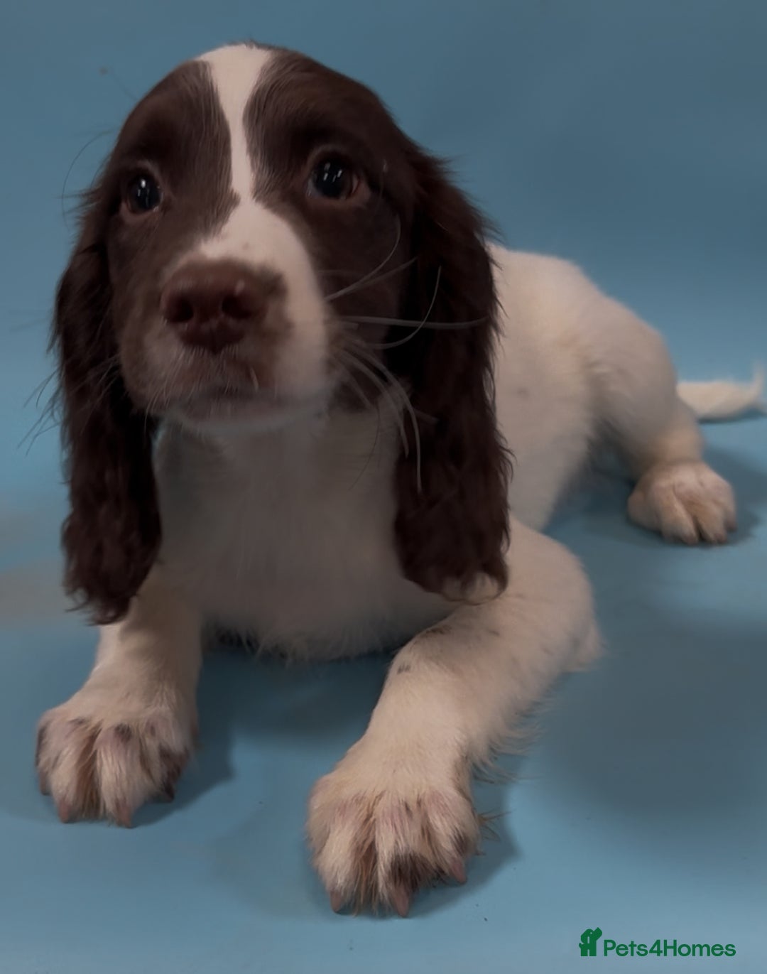 English Springer Spaniel dogs for sale: English springer spaniel - Image 11