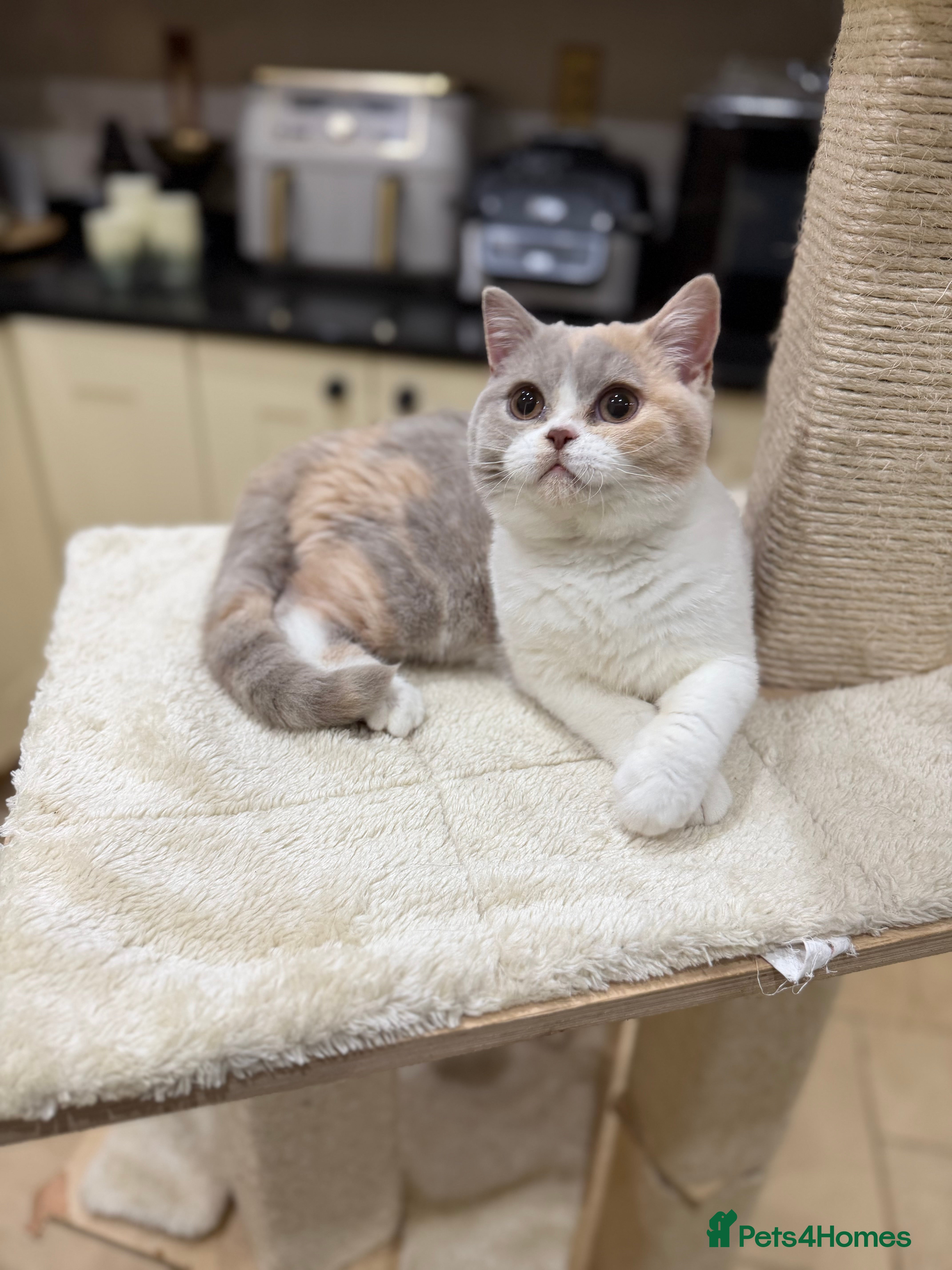 British Shorthair cats READY NOW - Full Pedigree Registered BSH kittens  - Advert 3