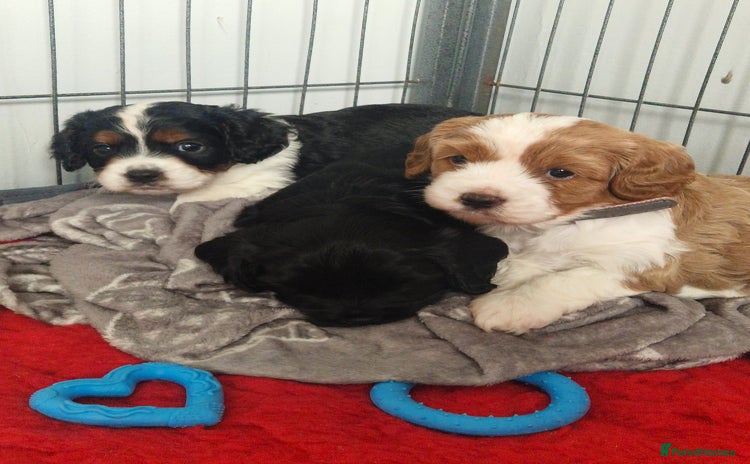 Cavapoo dogs - Advert 7