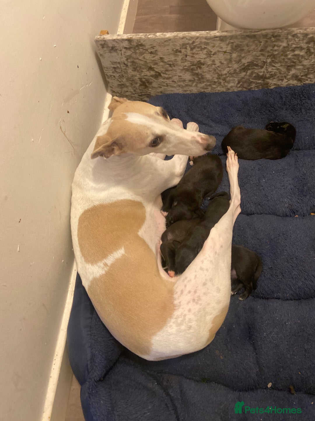 Mixed Breed dogs for sale: Beddlington whippet puppies  - Advert 2