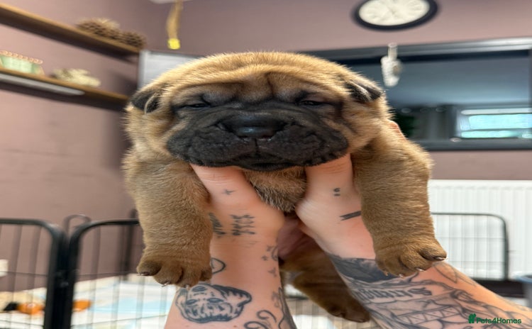 Shar Pei dogs - Advert 1