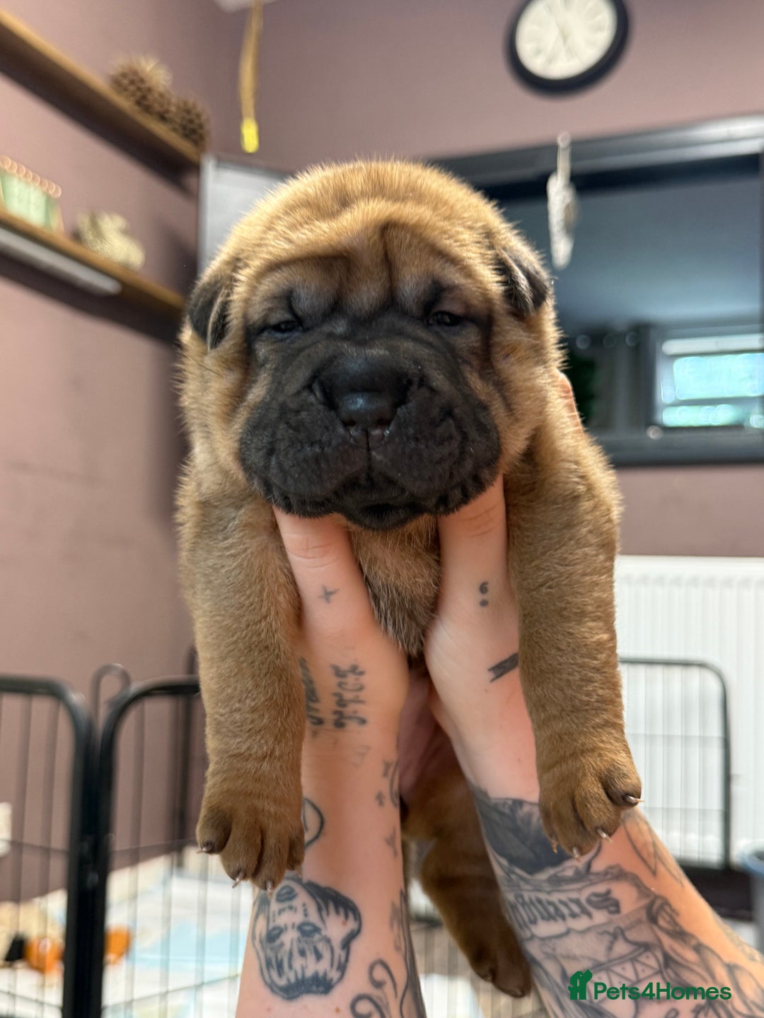 HOT Miniature Shar Pei Poodle Mix Pei Cross Preloved Shar Pei