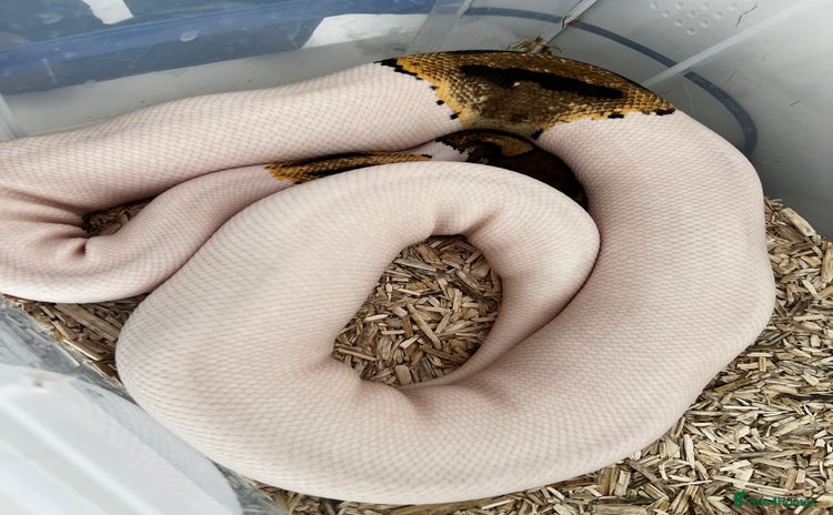 Python Snake reptiles - Advert 4