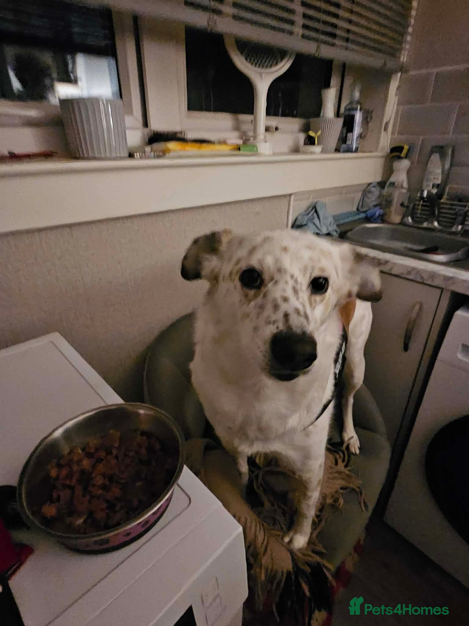 Mixed Breed dogs Rescue dog Milly is looking for her second chance - Advert 16