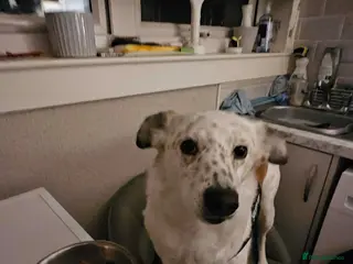 Mixed Breed dogs Rescue dog Milly is looking for her second chance - Advert 16