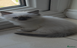 Ragdoll cats for sale: Stunning GCCF reg ragdoll kittens available now  - Image 18