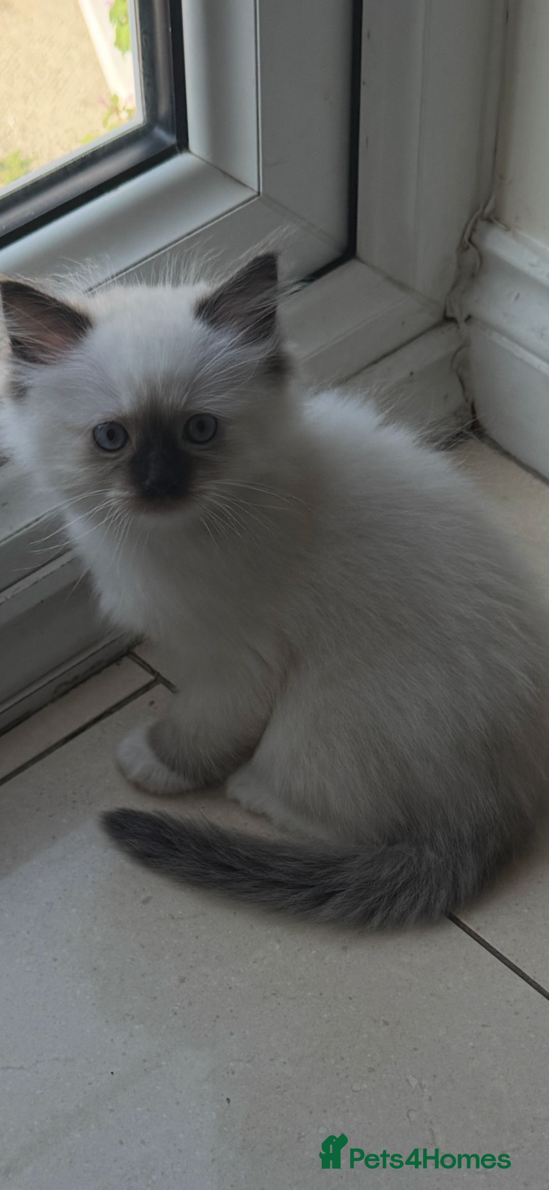 Ragdoll cats for sale: Stunning GCCF reg ragdoll kittens available now  - Image 18