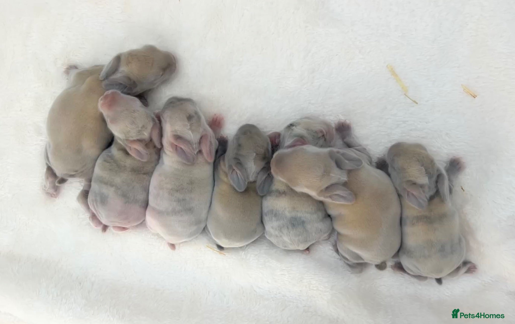 Mini Lop rabbits Mini lop babies 🐰 - Advert 1