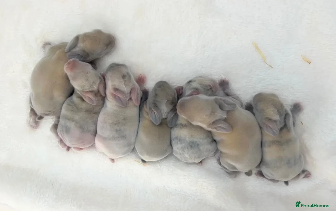 Mini Lop rabbits for sale: Mini lop babies 🐰 in Wigton - Advert 1