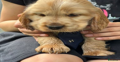 Cocker Spaniel dogs Gorgeous KC show cocker babies from Jourdelay’s - Advert 7