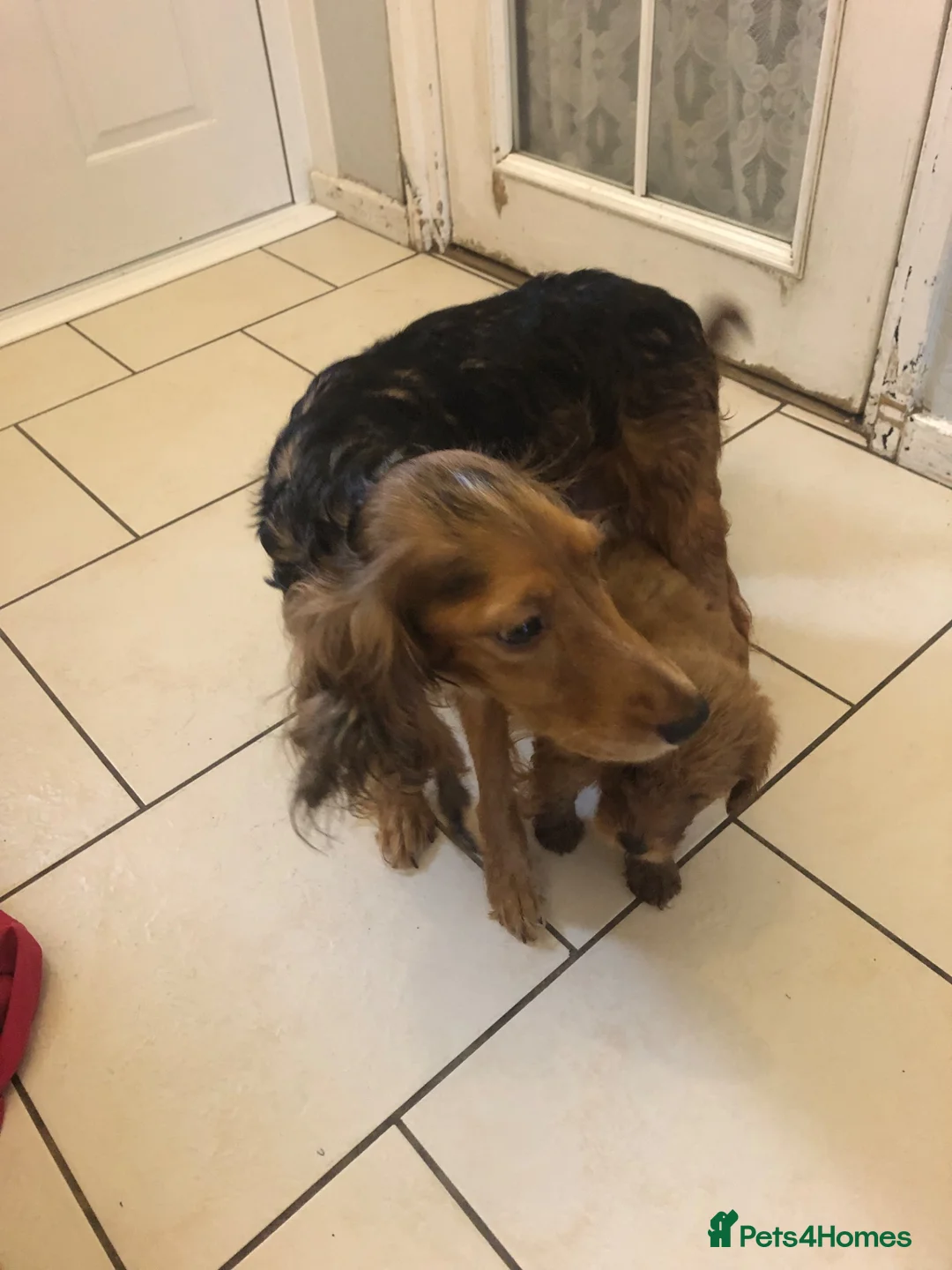 Cockapoo dogs for sale: Cockapoo in Ashford - Advert 1