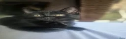 Mixed Breed cats for sale: 2 female kittens  in High Wycombe - Advert 5