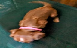 Cavalier King Charles Spaniel dogs for sale: Stunning Deep Ruby Cavalier king Charles puppies  - Image 13
