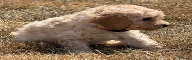 Cockapoo 5