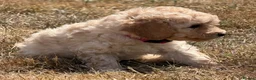 Cockapoo dogs for sale: Stunning F1B Cockapoo puppies  - Advert 30