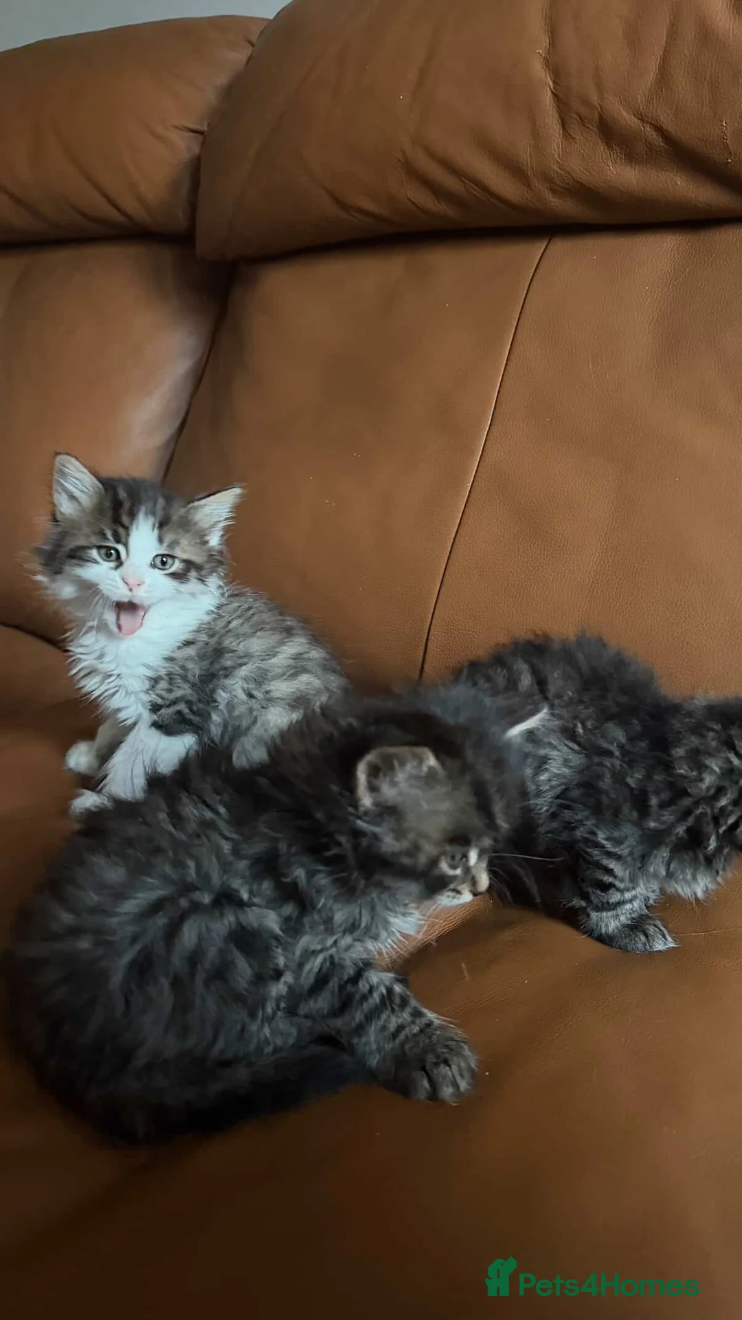 Mixed Breed cats for sale: Adorable Mixed-Breed Kittens: Black,Tabby & Tuxedo in Dagenham - Advert 5