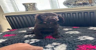 Cocker Spaniel dogs - Advert 5