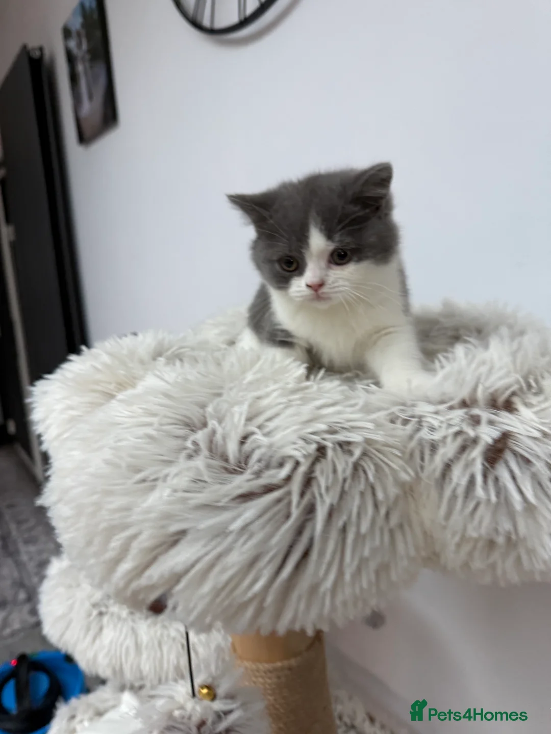 British Shorthair cats for sale: British Shorthair Kitten  - Advert 3