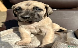 Great Dane dogs for sale: Beautiful fawn Great Dane puppies  - Image 6