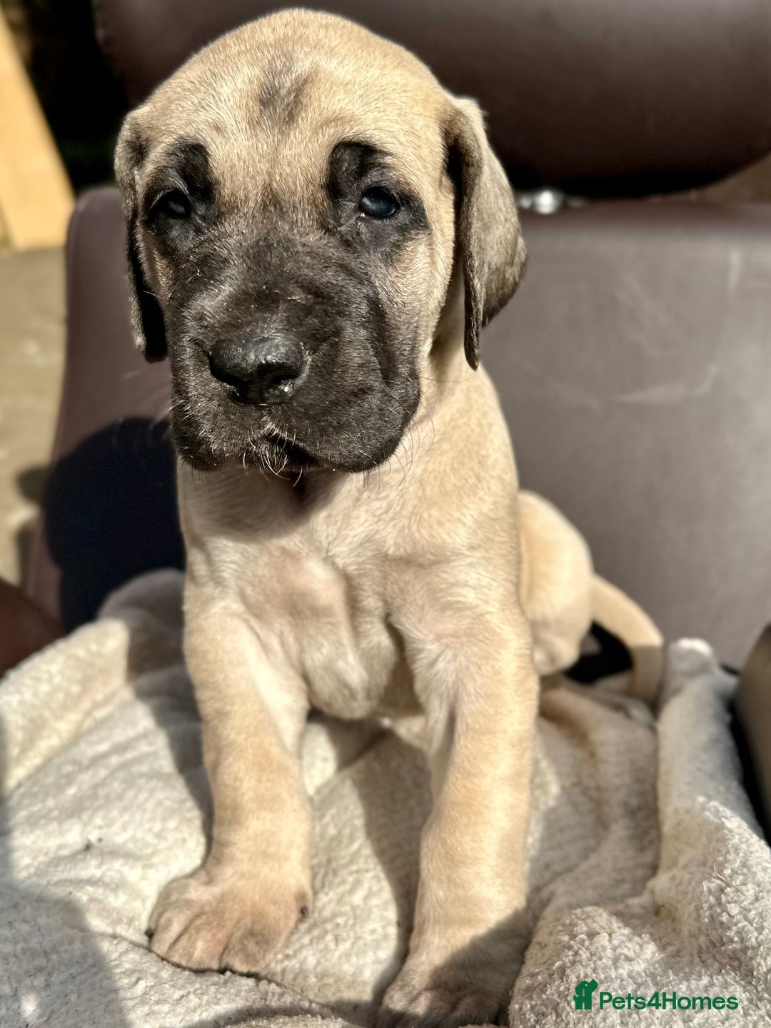 Great Dane dogs for sale: Beautiful fawn Great Dane puppies  - Image 6
