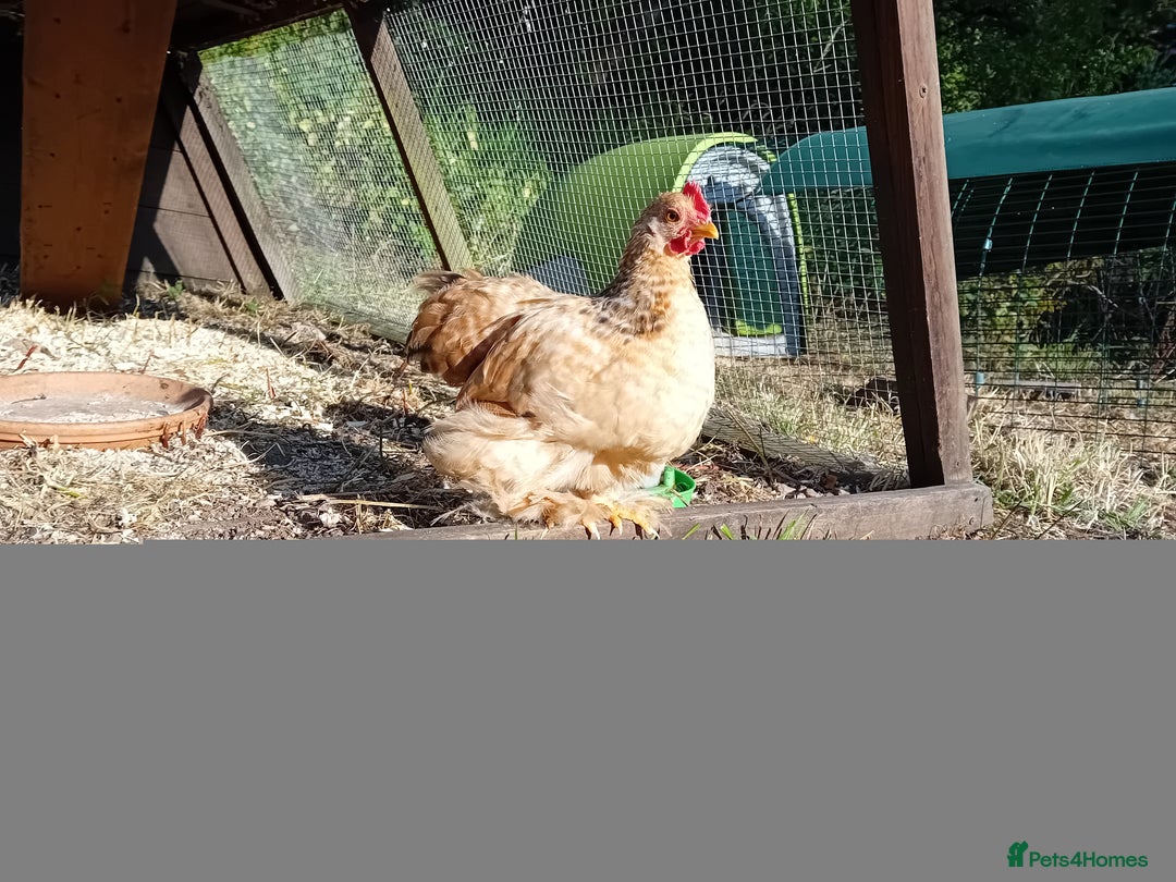 Chickens poultry for sale: Pekin Bantam Cockerels  - Image 4
