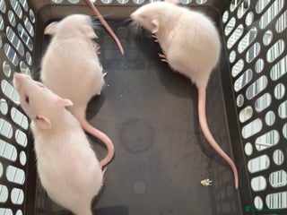 Rat rodents BABIES READY NOW - Advert 1