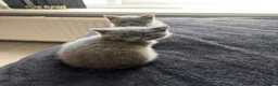 British Shorthair cats for sale: Pure British shorthair kittens - Advert 30
