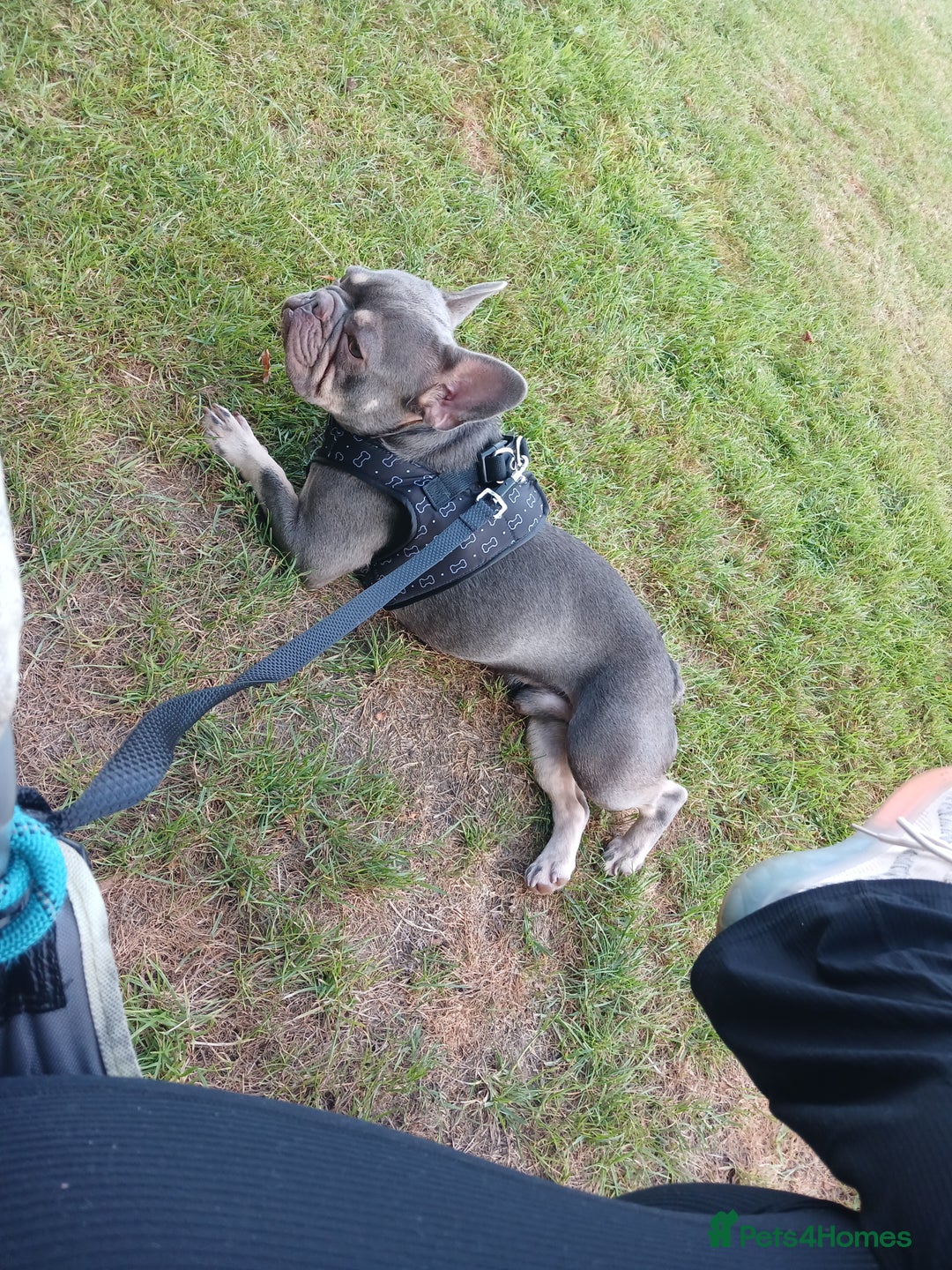 French Bulldog dogs for sale: Loving Home Needed – Please Read Fully - Advert 5