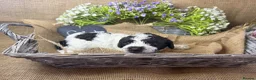 Lagotto Romagnolo dogs for sale: Cuteness overload Lagotto Romangnolo Puppies  - Advert 9