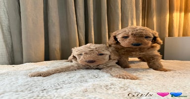 Australian Labradoodle dogs - Advert 11