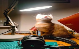 Domestic Shorthair cats for sale: Last of the litter ginger kitten ready to go - Image 6
