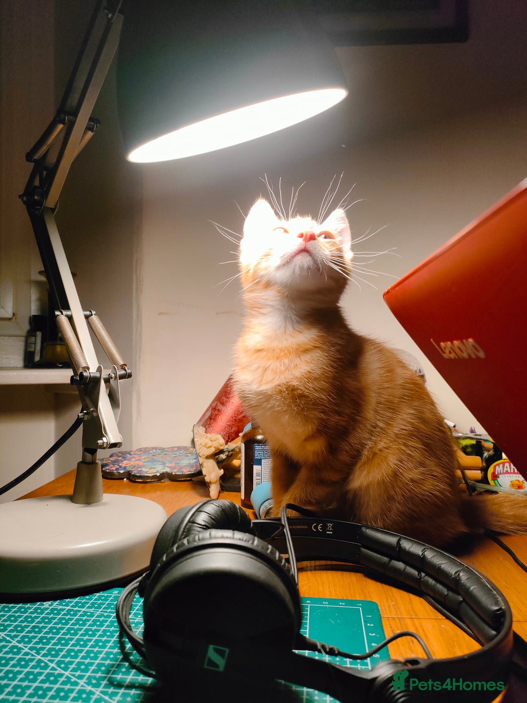 Domestic Shorthair cats for sale: Last of the litter ginger kitten ready to go - Image 6