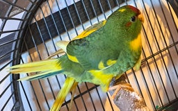 Parakeets birds for sale: Baby kakariki  - Image 8