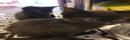 Mixed Breed cats for sale: 2 fluffy kittens - Advert 15