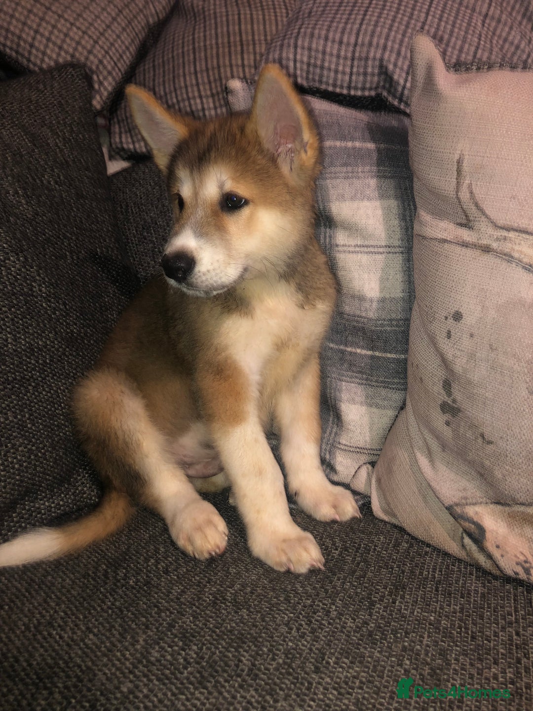 Mixed Breed dogs for sale: READY NOW! Beautiful Japanese Akita Puppies - Image 22