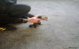 Ferret rodents for sale: Ferrets for sale - Image 3