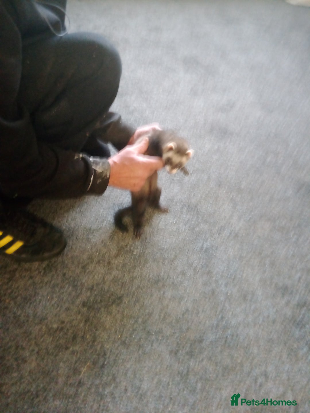 Ferret rodents for sale: Ferrets for sale - Image 3