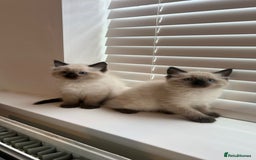 Ragdoll cats for sale: Friendly Ragdoll identical male kittens  - Image 11