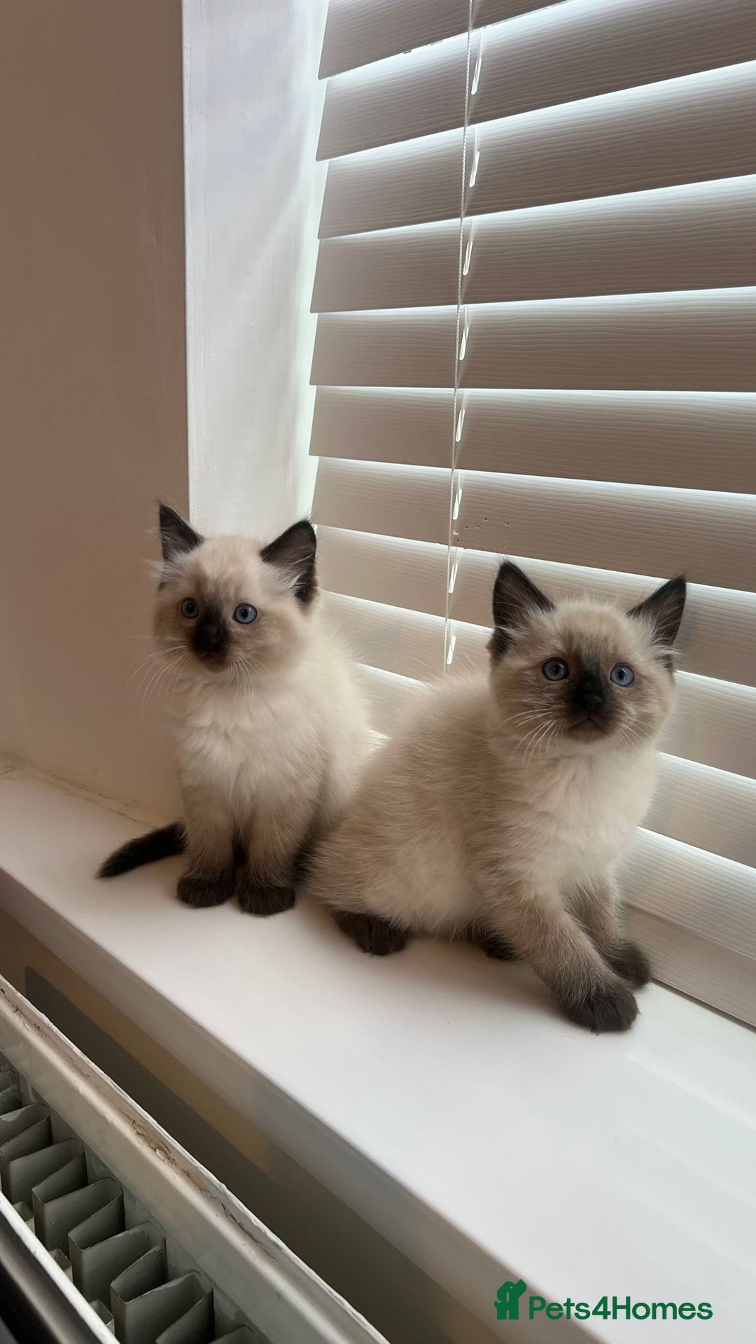 Ragdoll cats for sale: Friendly Ragdoll identical male kittens  - Image 11