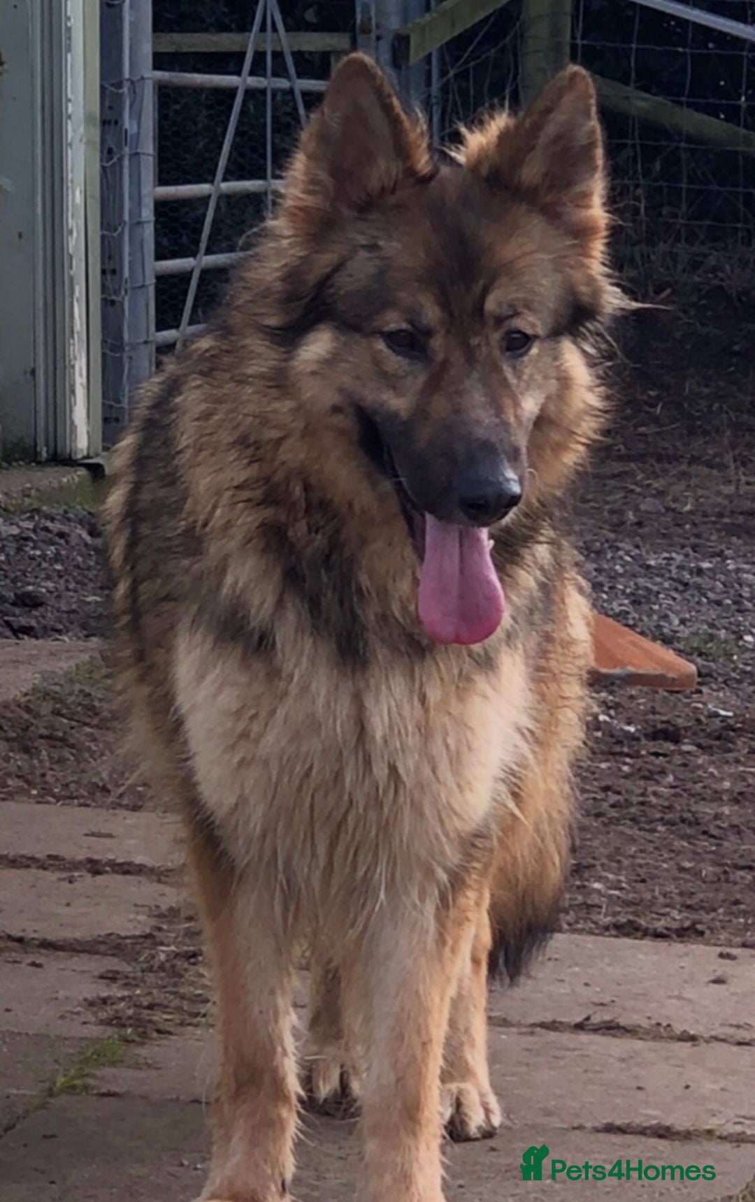 German Shepherd dogs for sale: Traditional Long Coat, Straight backed GSD Puppies - Advert 8