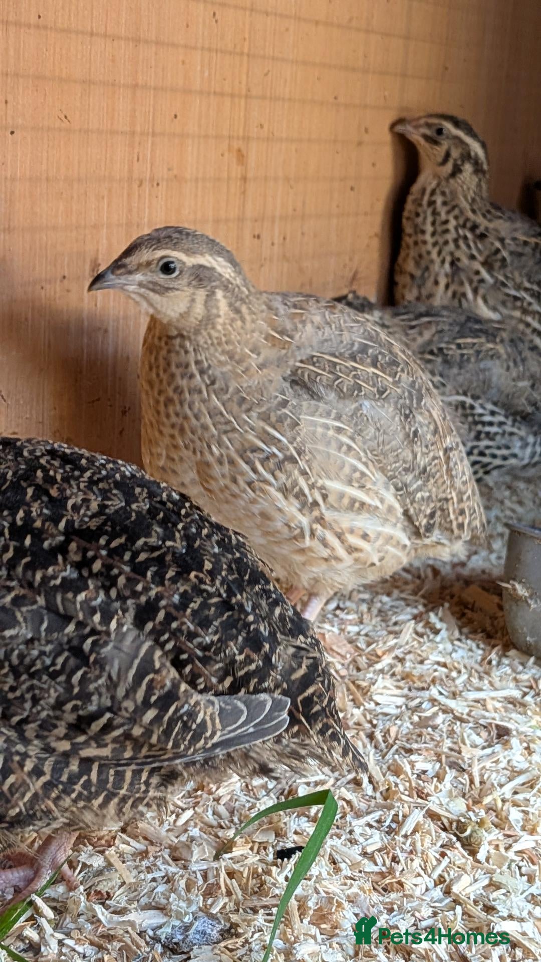 Quail poultry Coturnix Quail Females  Young Birds Many  Colours - Advert 2
