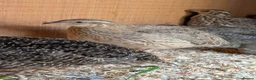 Quail poultry for sale: Coturnix Quail Females  Young Birds Many  Colours - Advert 2