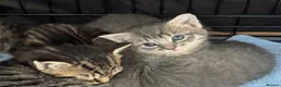 Mixed Breed cats for sale: 4 Beautiful Male Kittens Ready 15th May - Advert 19
