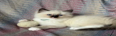 Ragdoll 2 🩵