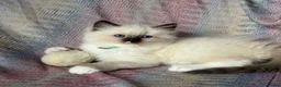 Ragdoll cats for sale: Ragdoll kittens looking for their forever home 💗 - Advert 10