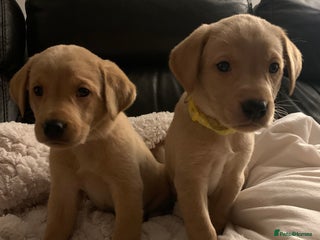 Labrador Retriever dogs Red KC registered Labrador puppies for sale - Advert 7