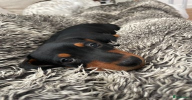 Miniature Dachshund dogs - Advert 5