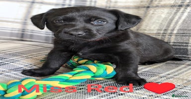 Labrador Retriever dogs - Advert 1