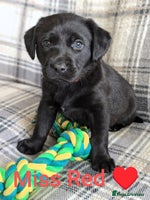 Labrador Retriever dogs - Advert 1